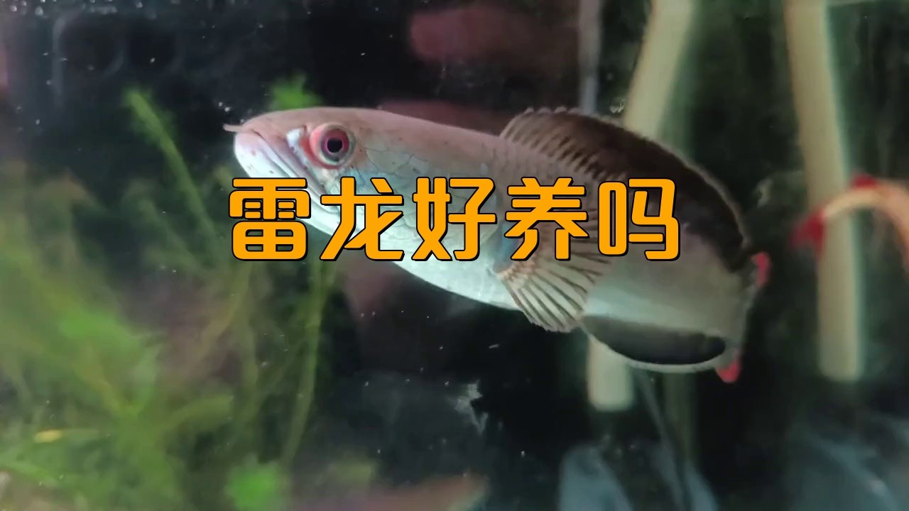 雷龍魚適合新手飼養(yǎng)嗎？