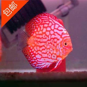 七彩燕和龍魚理論上是可以混養(yǎng)的，但實(shí)踐中需謹(jǐn)慎處理：七彩燕和龍魚理論上是可以混養(yǎng)的，但實(shí)踐中需要謹(jǐn)慎處理