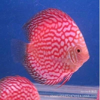 七彩燕和龍魚理論上是可以混養(yǎng)的，但實(shí)踐中需謹(jǐn)慎處理：七彩燕和龍魚理論上是可以混養(yǎng)的，但實(shí)踐中需要謹(jǐn)慎處理