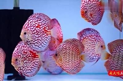 七彩燕和龍魚理論上是可以混養(yǎng)的，但實(shí)踐中需謹(jǐn)慎處理：七彩燕和龍魚理論上是可以混養(yǎng)的，但實(shí)踐中需要謹(jǐn)慎處理