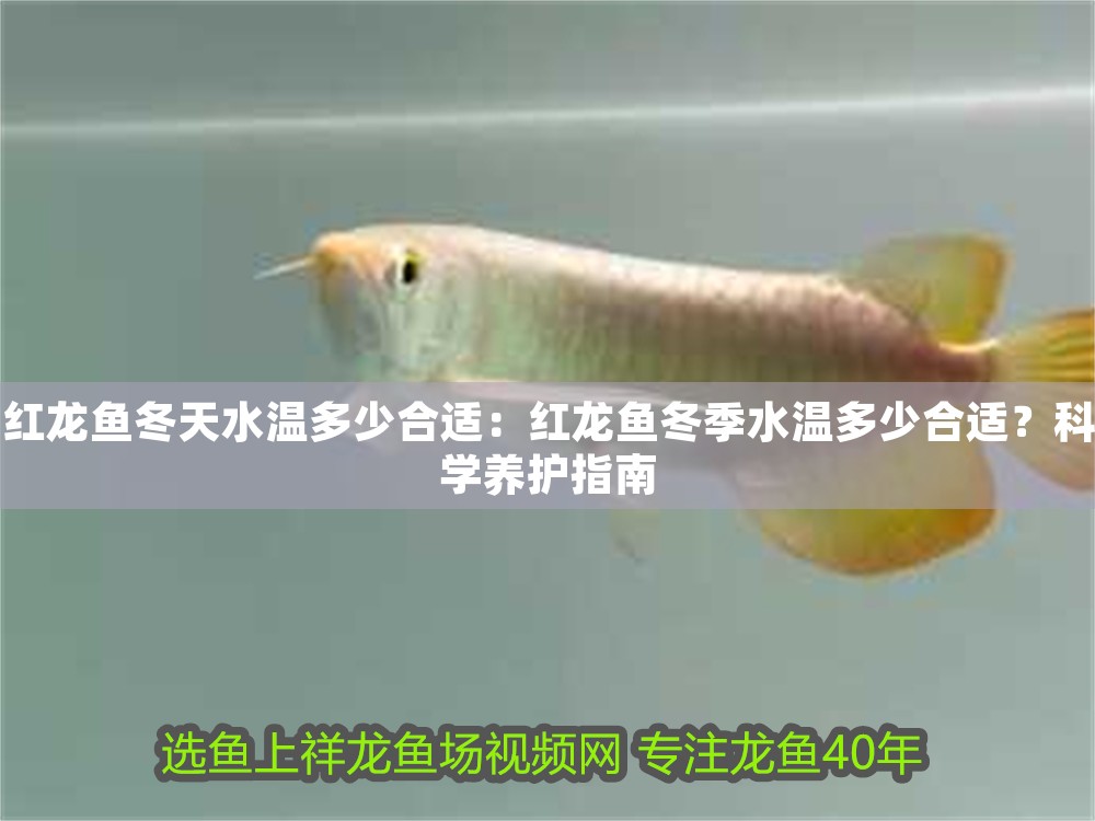 紅龍魚冬天水溫多少合適：紅龍魚冬季水溫多少合適？科學養護指南