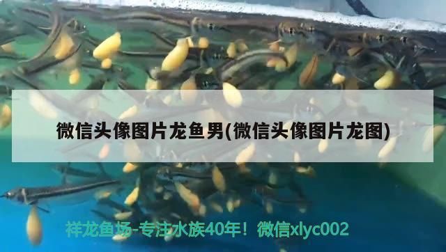 龍魚照片頭像：龍魚市場(chǎng)價(jià)格寓意寓意龍魚風(fēng)水寓意龍魚風(fēng)水寓意