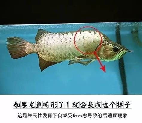 龍魚公母圖
