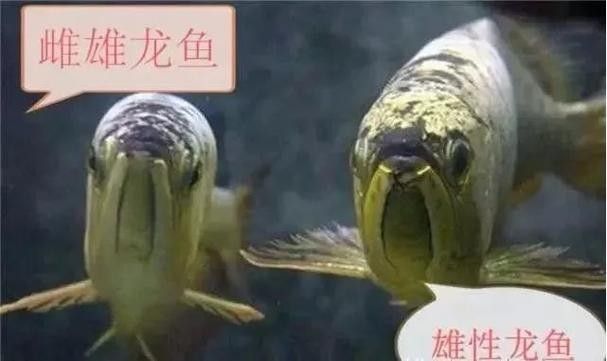 龍魚公母圖