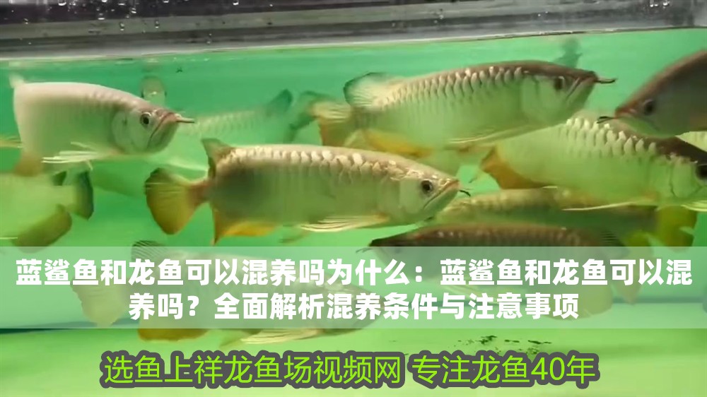 藍鯊魚和龍魚可以混養嗎為什么：藍鯊魚和龍魚可以混養嗎？全面解析混養條件與注意事項