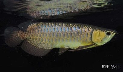 金龍魚(yú)藍(lán)底好還是金底好看，看完你就知道了：金龍魚(yú)藍(lán)底好還是金底好看藍(lán)底金龍魚(yú)好看