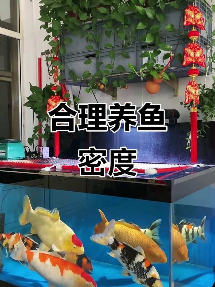 錦鯉養6條好還是7條好