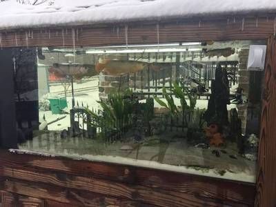 養龍魚冬天需要加溫嗎多少度好：養龍魚冬天需要加溫的，且加溫后的水溫應保持在24~28攝氏度之間