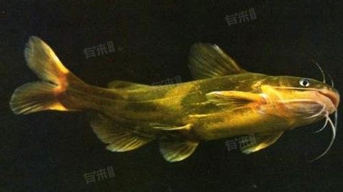 黃公龍魚營養(yǎng)價值及功效與作用