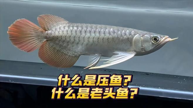 大湖紅龍魚長大視頻大全圖片