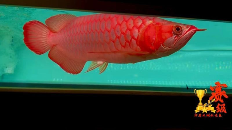 大湖紅龍魚長大視頻大全圖片
