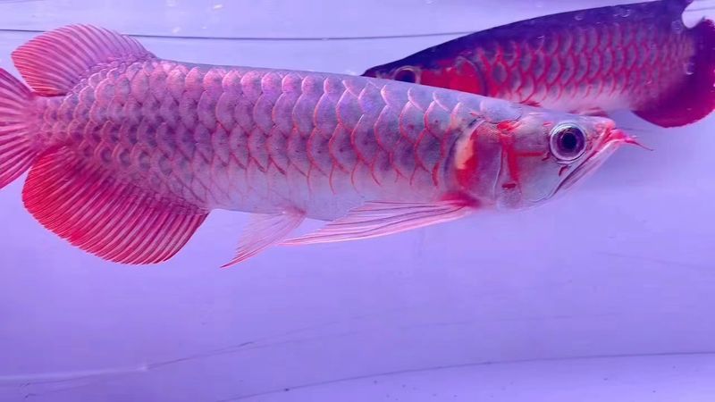 大湖紅龍魚長大視頻大全圖片