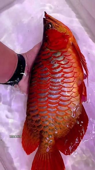 大湖紅龍魚長大視頻大全圖片
