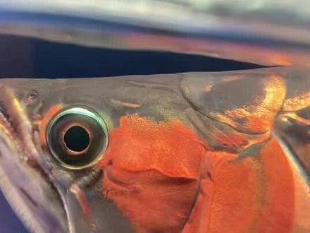 大湖紅龍魚長大視頻大全圖片