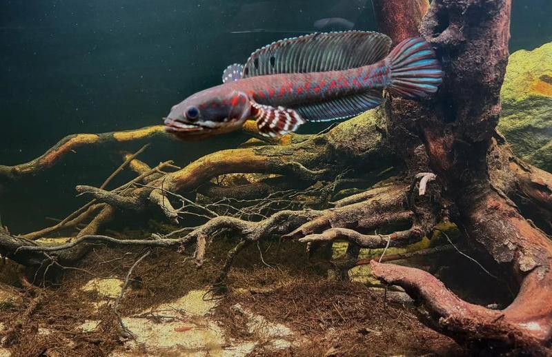 緬甸雷龍魚