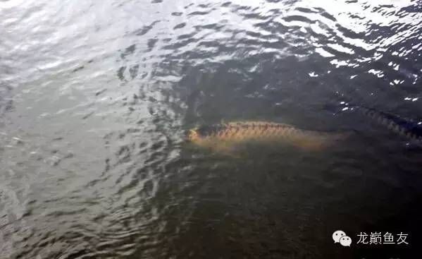龍魚漁場排名前十是什么魚：探索龍魚漁場十大頂級品其市場價值
