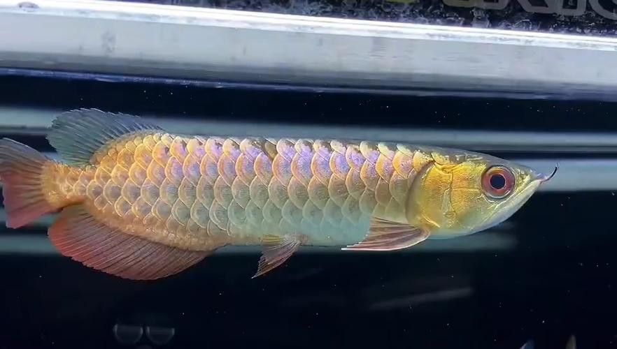 如何區(qū)分不同品種的過背金龍？