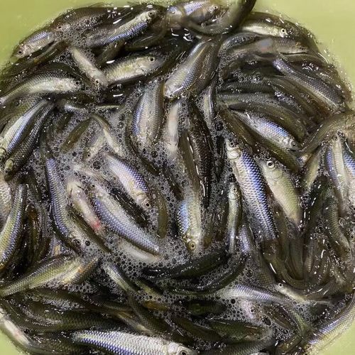 如何區(qū)分不同品種的過背金龍？