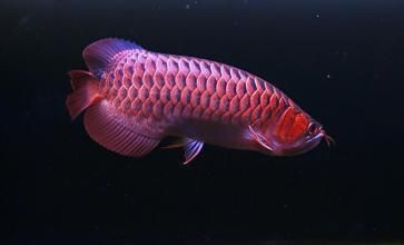 紅龍魚排行榜前十名品種有哪些（紅龍魚品種排行榜前十名的品種介紹）