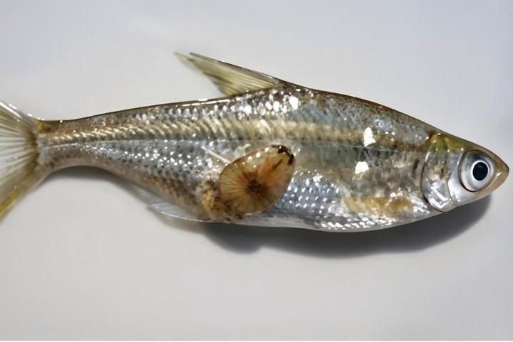 龍魚鰓蟲的繁殖方式是怎樣的？