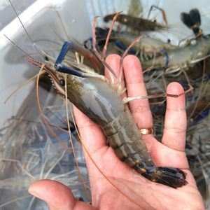 龍魚吃青蝦好還是河蝦好，龍魚吃青蝦好還是青蝦好：龍魚吃青蝦好還是河蝦好呢