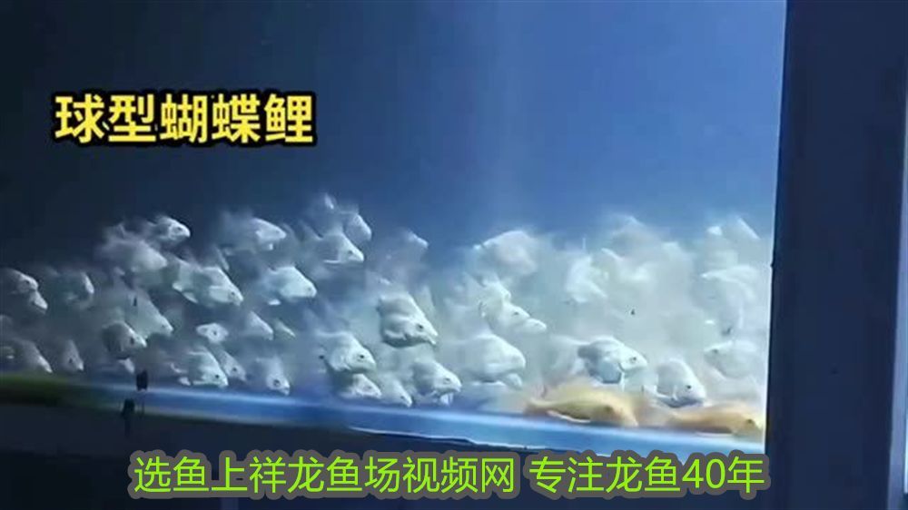 龍魚嘴爛了用什么藥最好用呢：龍魚嘴爛了用什么藥最好？全面解析治療方案與預防措施