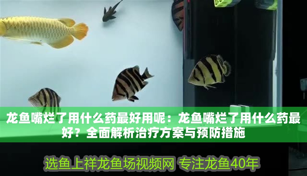 龍魚嘴爛了用什么藥最好用呢：龍魚嘴爛了用什么藥最好？全面解析治療方案與預(yù)防措施