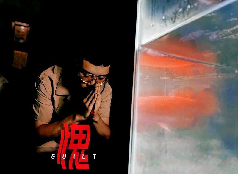 辣椒紅龍魚幼魚多久變色？ 辣椒紅龍魚幼魚多久變色？ 龍魚百科 第2張