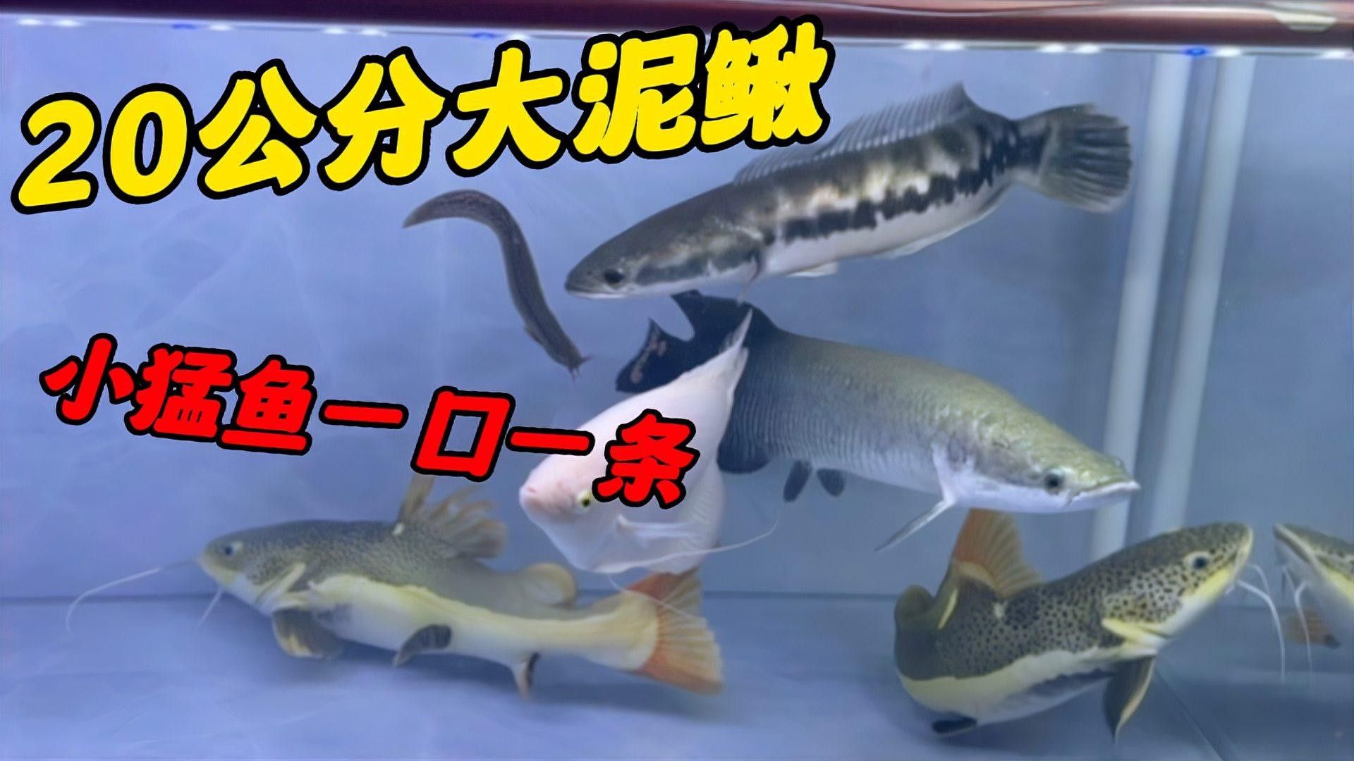 雷龍魚吃泥鰍