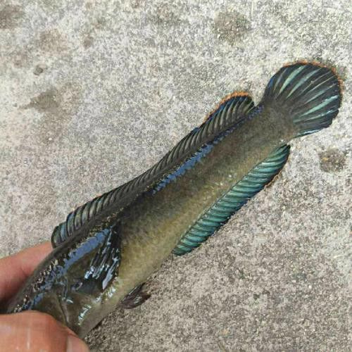 彩虹雷龍魚圖片大全欣賞圖