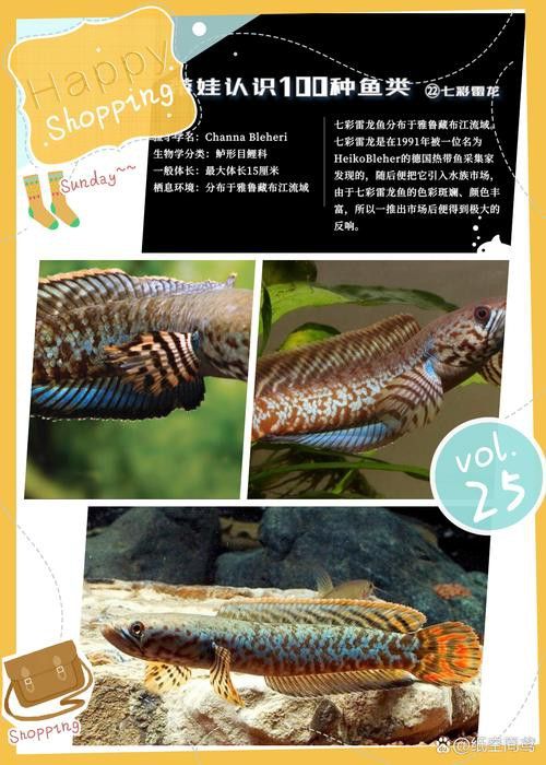 彩虹雷龍魚圖片大全欣賞圖