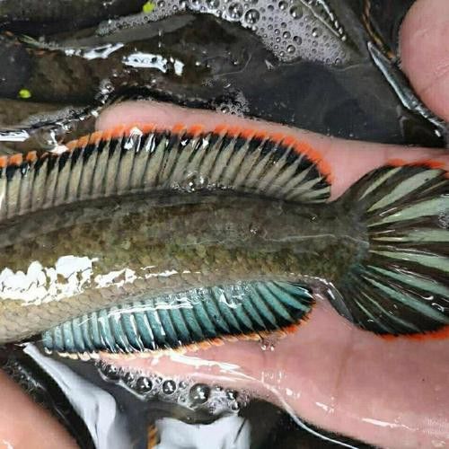 彩虹雷龍魚圖片大全欣賞圖