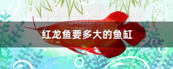 紅龍魚一年長多大正常（養一年的血紅龍魚能長多大） 紅龍魚一年長多大正常（養一年的血紅龍魚能長多大） 龍魚百科 第3張