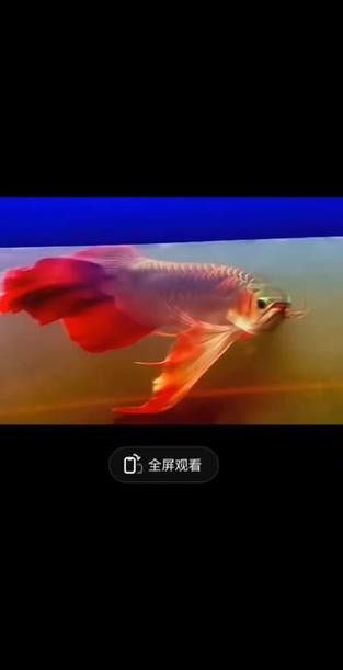 鳳凰龍魚的價格是多少？