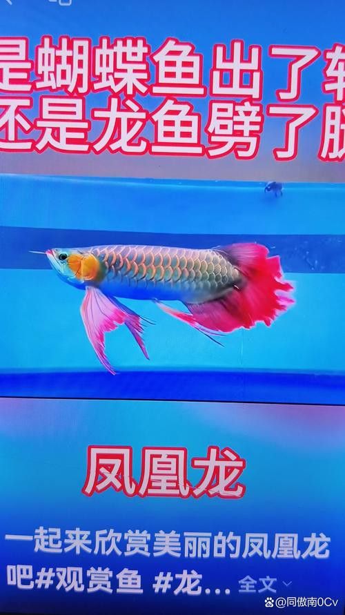 鳳凰龍魚的價格是多少？