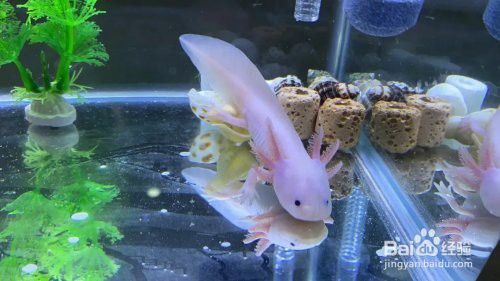 如何保持六角恐龍的水質清潔？