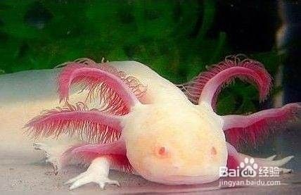 如何保持六角恐龍的水質清潔？