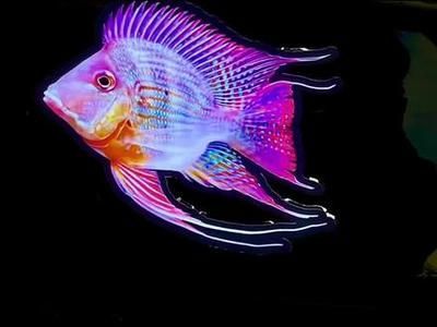 龍魚黑缸和白缸的區(qū)別圖解：龍魚黑缸和白缸的區(qū)別 龍魚黑缸和白缸的區(qū)別圖解：龍魚黑缸和白缸的區(qū)別 龍魚百科 第1張