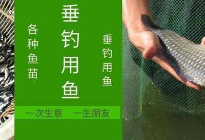 紅龍魚水溫30度咋樣釣：紅龍魚水溫30度咋樣釣紅龍魚 紅龍魚水溫30度咋樣釣：紅龍魚水溫30度咋樣釣紅龍魚 龍魚百科 第3張