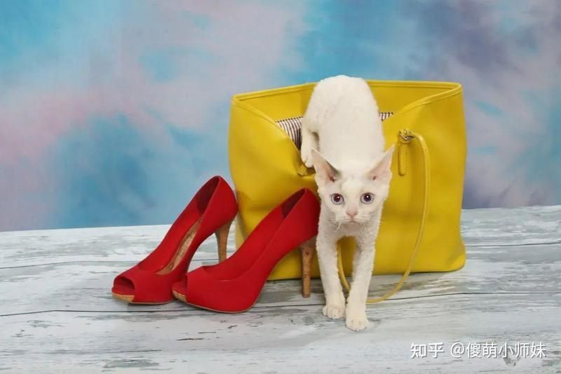 龍貓是聚財還是破財