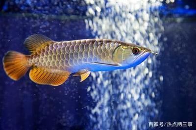 野生龍魚的價格比家養(yǎng)的龍魚更加昂貴，比家養(yǎng)的龍魚更昂貴：野生的魚比家養(yǎng)的魚，哪個賣得貴？