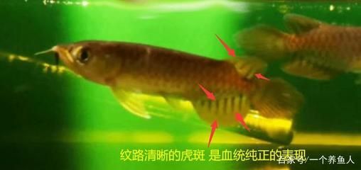龍魚尾鰭開裂能長好嗎：龍魚尾鰭開裂后有可能恢復的可能性和速度取決于多個因素