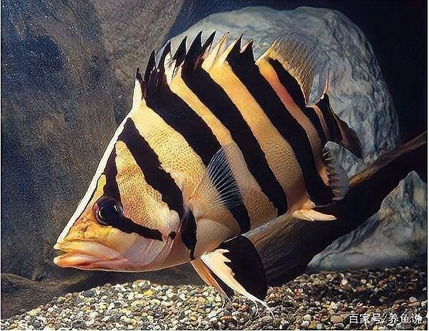 龍魚蒙眼病治愈后如何預防復發？ 龍魚蒙眼病治愈后如何預防復發？ 龍魚百科 第5張