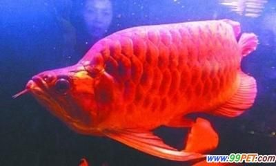 紅龍魚鱗底色怎么選（紅龍魚的鱗底色選擇）