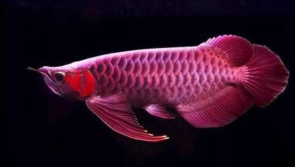 紅龍魚鱗底色怎么選（紅龍魚的鱗底色選擇）