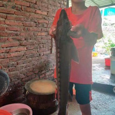 龍魚價(jià)格歷史走勢(shì)