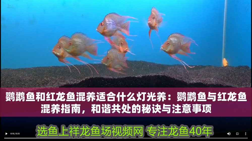 龍魚鸚鵡招財混養好嗎：龍魚鸚鵡招財混養指南，打造和諧富貴的水族世界