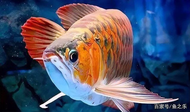 紅金龍魚多久發色 紅金龍魚多久發色 龍魚百科 第9張