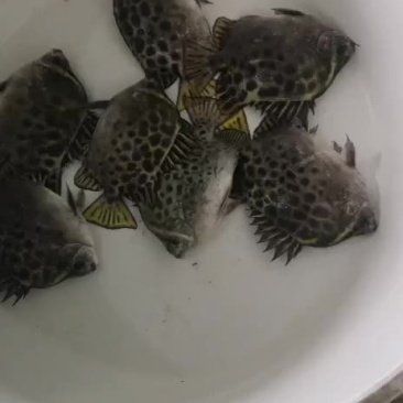 金鼓魚多少錢一斤