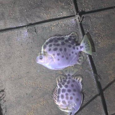 金鼓魚多少錢一斤
